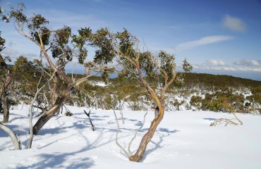 Snow covered trees at Mount Baw Baw