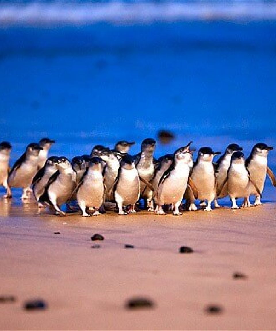 penguin parade tour